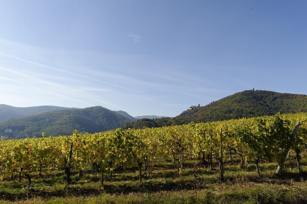Le Clos Saint-Vincent Ribeauvillé Esterno foto